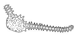 Syrrhopodon armatus, cross-section of upper laminal cells including costa. Drawn from J.E. Beever 32-25, CHR 406130.
 Image: R.C. Wagstaff © Landcare Research 2014 